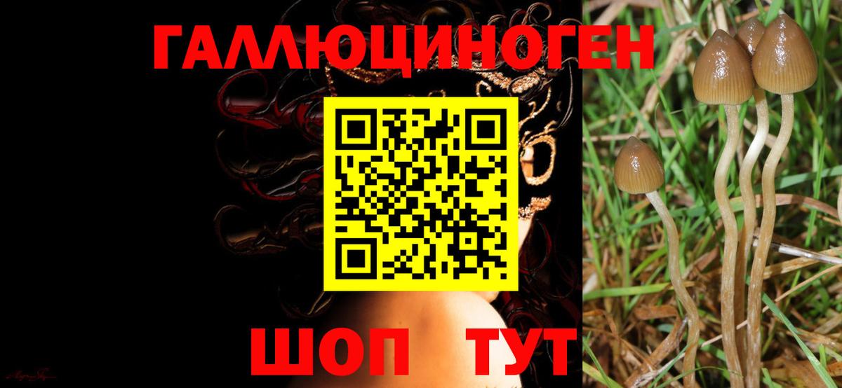 Псилоцибиновые грибы Magic Shrooms Ртищево